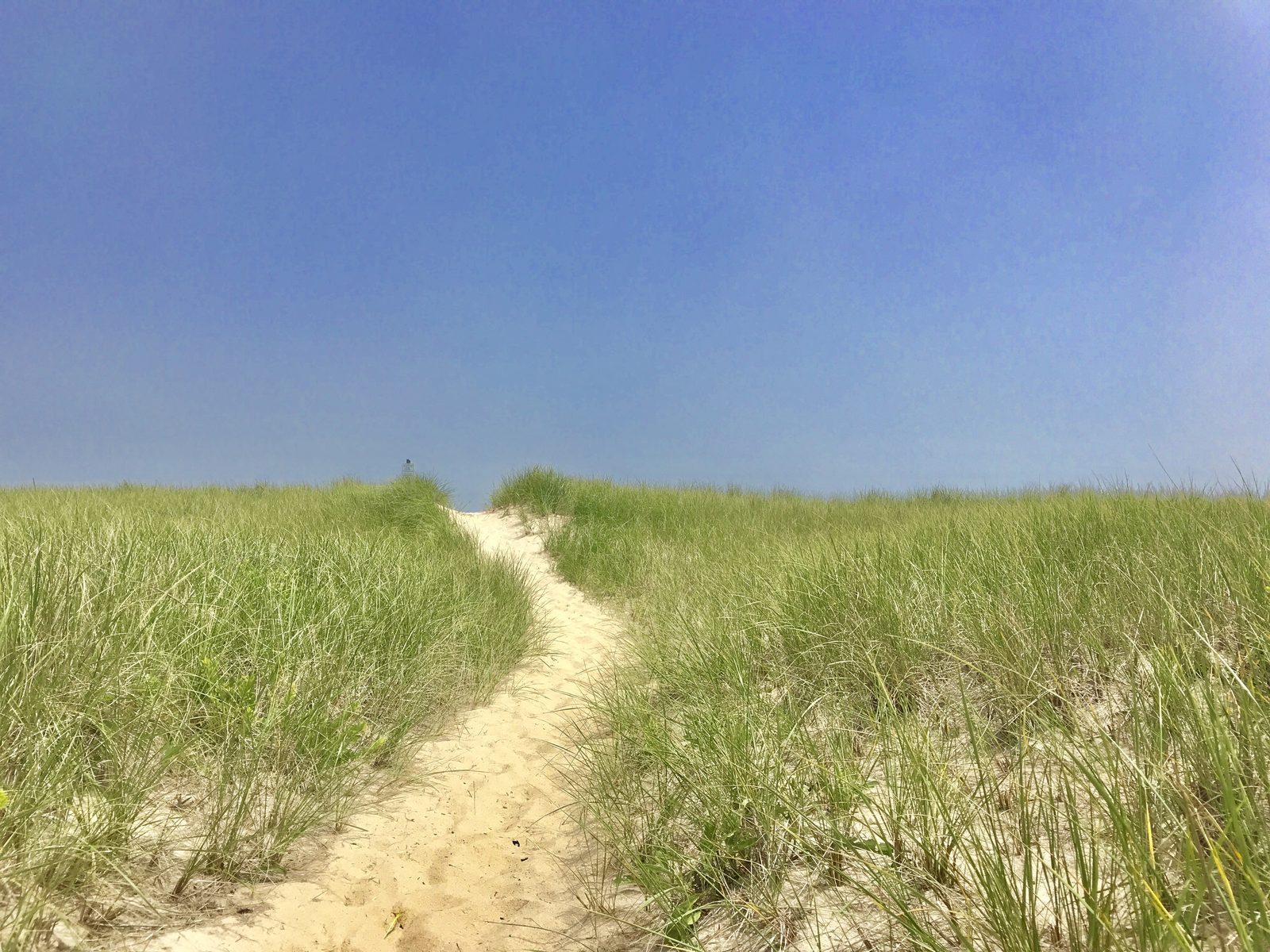 A sandy path through bright green beach grass under a blue sky