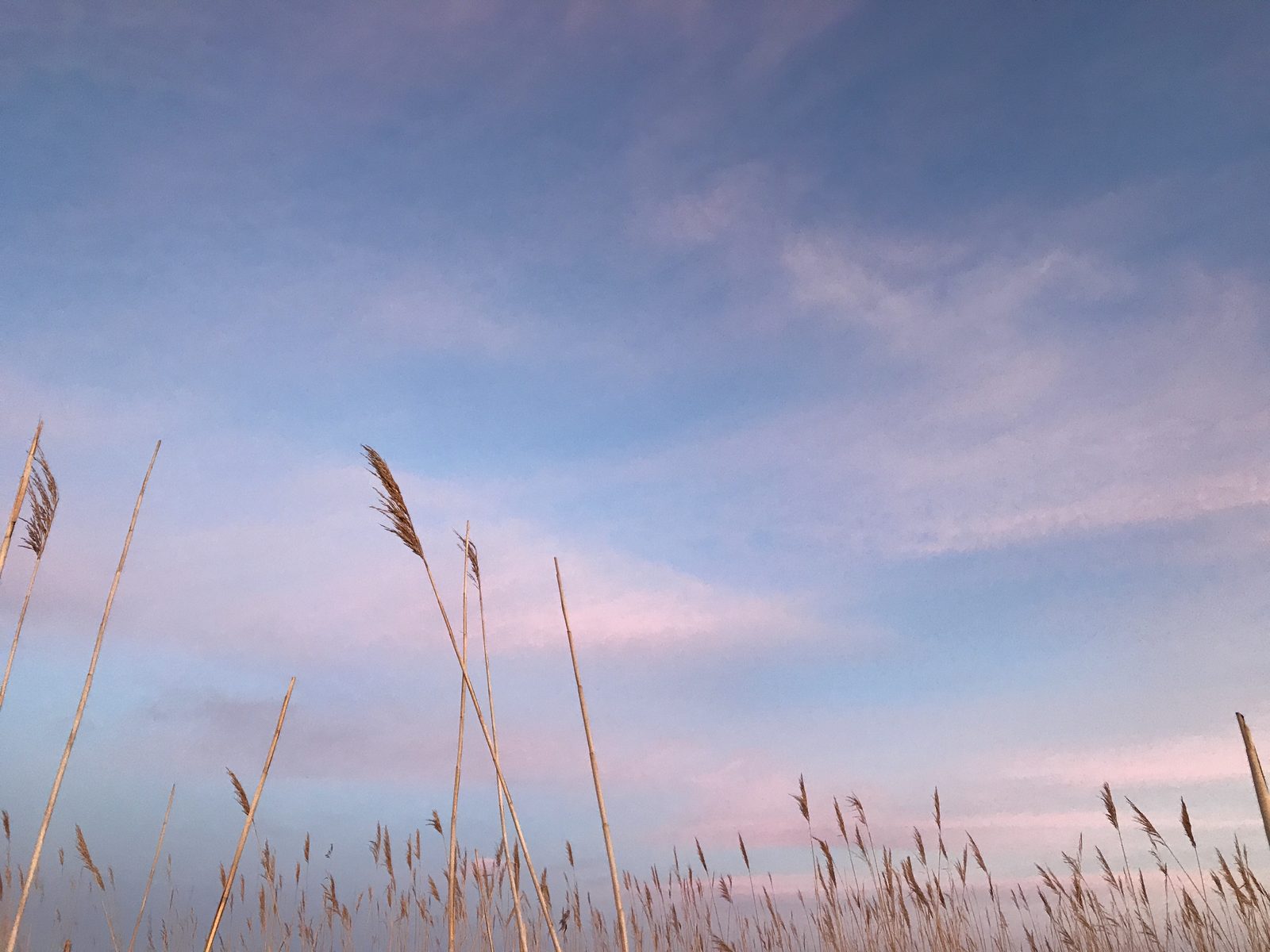 Beach grass stems against a pastel pink and blue evening sky