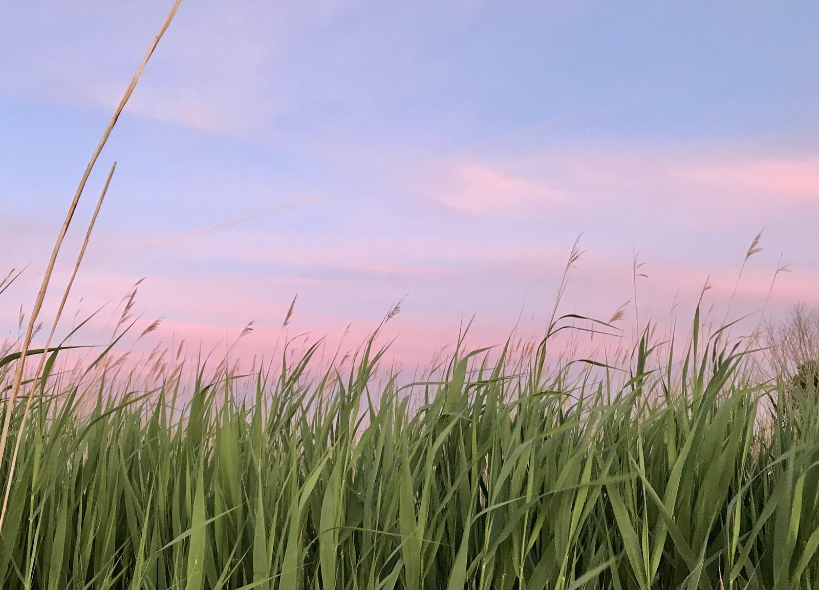 Golden reeds and green beach grass beneath a soft pink sky